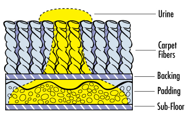 pet urine removal