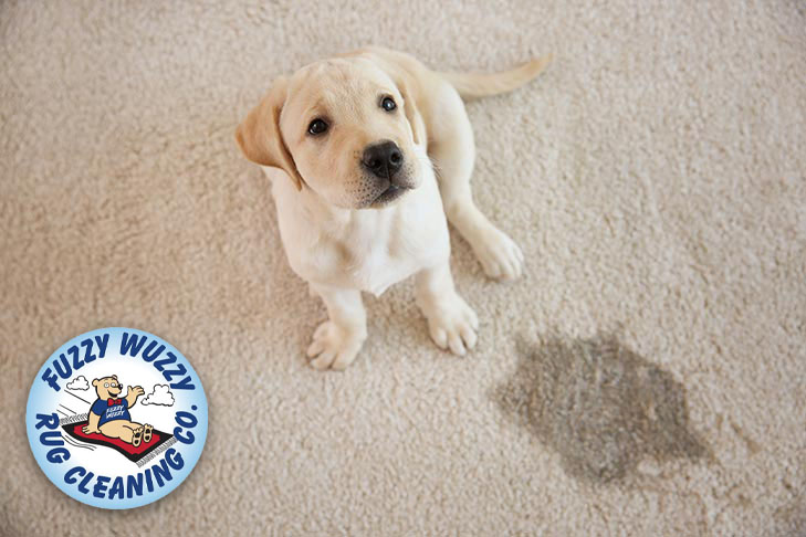 get dog pee smell out of rug