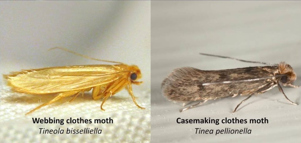 UNDERSTANDING CLOTHES MOTH INFESTATIONS
